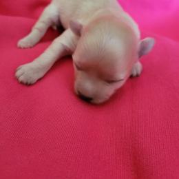 Ivy - Cream female Maltipoo puppy in Mena, Arkansas from Belle Ball Puppies