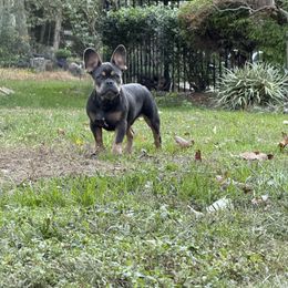 Nike - Tricolors male French Bulldog puppy in Millstone Township, New Jersey from Couture_frenchies_and_pomeranian
