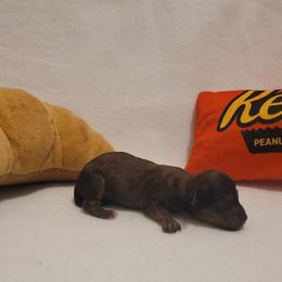 Peanut (chiweenie) - Sable male Dachshund puppy in Pinson, Alabama from Sweet Honey Bunn Hounds
