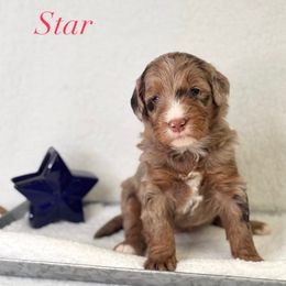 Star - Chocolate merle female Bernedoodle puppy in Williamson, New York from Lakeside Doodles