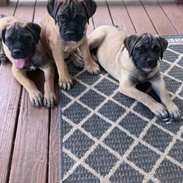 3 Fawn Females available - Fawn female Bullmastiff puppy in Comer, Georgia from Caro Bullmastiffs