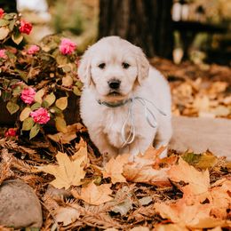 Golden Retriever and Pug Puppies from Ebert Goldens LLC