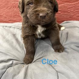 Cloe - Brown female Newfoundland puppy in Goodhue, Minnesota from Claypits Newfoundlands