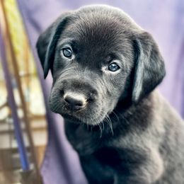 Labrador Retriever Puppies from Bluegrass Labradors