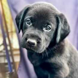 Labrador Retriever Puppies from Bluegrass Labradors