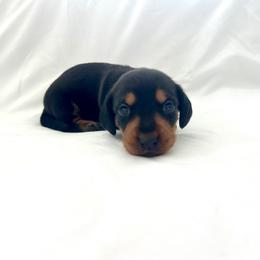 Grey - Blue and tan male Dachshund puppy in Silver Springs, Florida from DeMarsh's Dachshunds