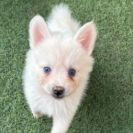 Sugar - White female Pomsky puppy in La Verne, California from Red Cedar Pomskies