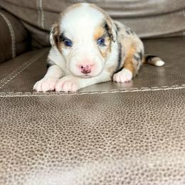 Blitz - Blue merle male Australian Shepherd puppy in Jacksonville, Florida from Autumn's Aussies
