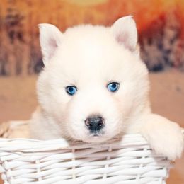 Siberian Husky Puppies from Southern Snow Dogs