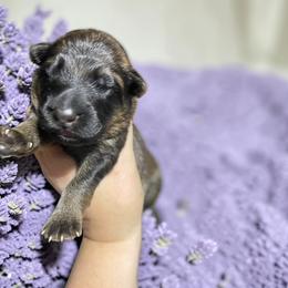 Jonagold - Sable male German Shepherd puppy in Oakland, Oregon from VHM German Shepherds