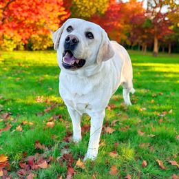 Buddy - Labrador Retriever