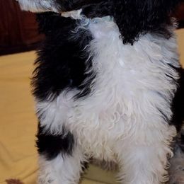 Poodle Puppies from White Comet Poodles
