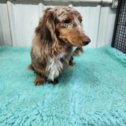 Snickers - Dachshund