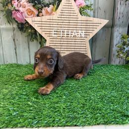 Ethan - Chocolate and tan male Dachshund puppy in Lakeland, Florida from Cynthia’s Royal Dachshunds