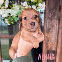 Girl 1 - female Dachshund puppy in Franklinton, Louisiana from Southern Grace Doxies