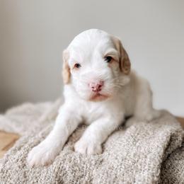 Captain - Yachties - Caramel cream male Australian Labradoodle puppy in Syracuse, Indiana from The Doodle Cove