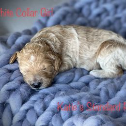 Poodle Puppies from Katie’s Standard Poodles