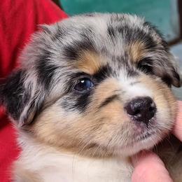 Miniature Australian Shepherd and Toy Australian Shepherd Puppies from Beasley Acres Aussies