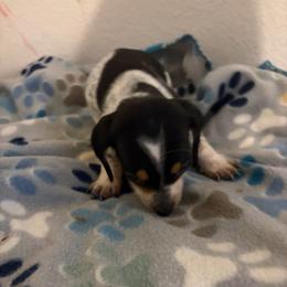 Archie - Piebald male Dachshund puppy in Conroe, Texas from R&M Dachshunds