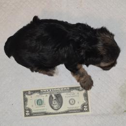 Yorkshire Terrier Puppies from YORKIE BY THE LAKE