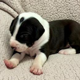 Charlie - Mantle male Great Dane puppy in Westville, Florida from Boulder View Danes