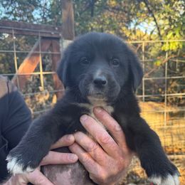Pumpkin - Black female Newfoundland puppy in Yreka, California from Lisa Kennedy