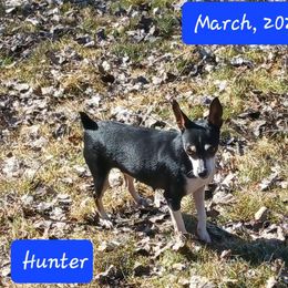 Hunter - Rat Terrier