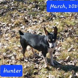 Hunter - Rat Terrier