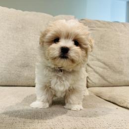 Maltipoo Puppies from Maine's Maltipoos