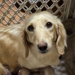 Olive - Dachshund