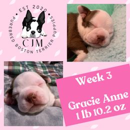 Girl 2 - Boston Terrier puppy in Jupiter, Florida from CJM Boston and Boxer Puppies