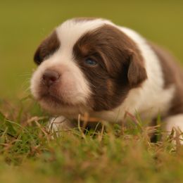 Aggie - Red tri male Miniature Australian Shepherd puppy in Hartman, Arkansas from Southern Edition Aussies