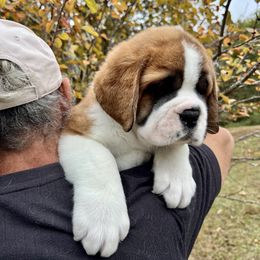 Brown Collar - Mahogany and white male Saint Bernard puppy in Double Springs, Alabama from St Bernard Kingdom, LLC