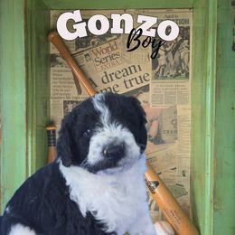 Gonzo - Parti male Springerdoodle puppy in Cochise, Arizona from 64 Farm