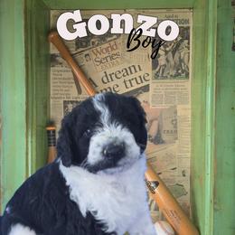 Gonzo - Parti male Springerdoodle puppy in Cochise, Arizona from 64 Farm