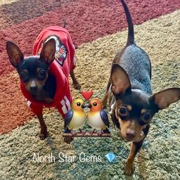 Prague Ratter puppies from North Star Gem’s Prague Ratters