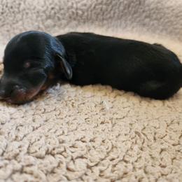 Jet- CKC Registration - Black and tan male Dachshund puppy in East Bend, North Carolina from Yadkin Valley Dachshunds
