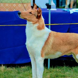 Bond - Collie