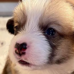 Labrador Retriever and Pembroke Welsh Corgi Puppies from FLK Corgis