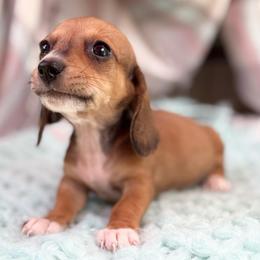 Spencer - Piebald male Dachshund puppy in Decatur, Mississippi from KP Dachshunds