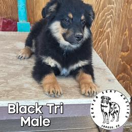 Usher - Black tri male Miniature Australian Shepherd puppy in Jaroso, Colorado from Heaven Sent Aussies