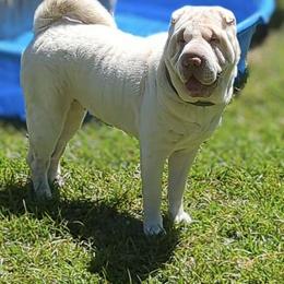 Noni - Chinese Shar-Pei