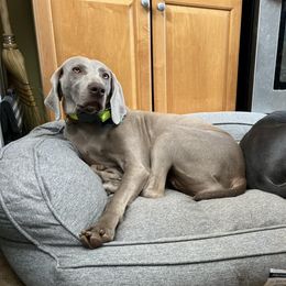 Phoebe - Weimaraner