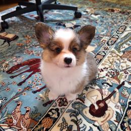 Pembroke Welsh Corgi Puppies from Rhone River Farm Pembroke Welsh Corgis