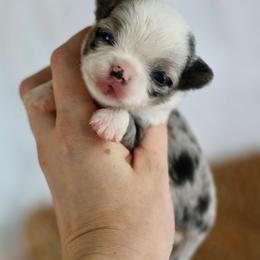 Merle Dolly 7500 - Merle female Chihuahua puppy in Beaumont, Texas from Down south pups