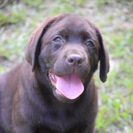Chocolate female u - Chocolate female Labrador Retriever puppy in Edgefield, South Carolina from Backwoods Pond Labradors LLC