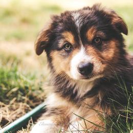 Australian Shepherds from Elemental Shepherds