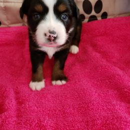 Miniature Australian Shepherd Puppies from SkipaMoon Mini Aussies