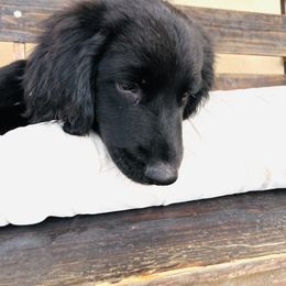 Assorted Doodle Crosses Puppies from Golden Mountain Doodles