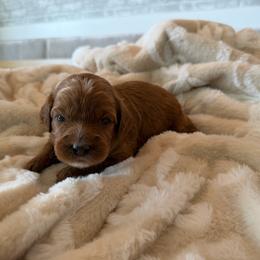 Abigail Adams - Apricot female Cavapoo puppy in Payson, Utah from Country Sky Doodles